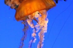 Montery Bay Aquarium