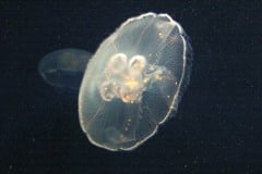 Montery Bay Aquarium