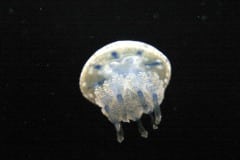 Montery Bay Aquarium