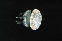 Montery Bay Aquarium