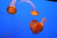 Montery Bay Aquarium
