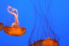 Montery Bay Aquarium