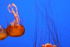 Montery Bay Aquarium