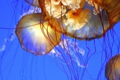 Montery Bay Aquarium