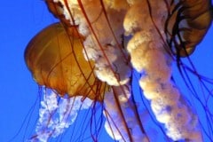 Montery Bay Aquarium