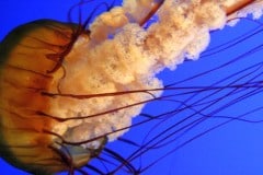 Montery Bay Aquarium