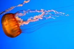 Montery Bay Aquarium