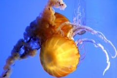 Montery Bay Aquarium