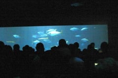 Montery Bay Aquarium