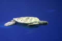Montery Bay Aquarium