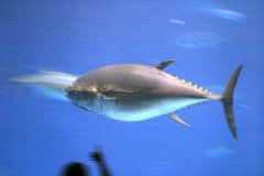 Montery Bay Aquarium