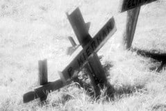 Cuffy's Cove cemetery