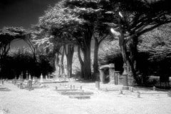 Cuffy's Cove cemetery