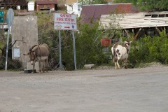 Driving Route 66, Oatman AZ and donkeys