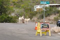 Driving Route 66, Oatman AZ and donkeys