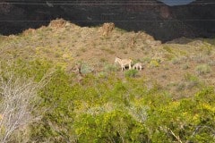 Driving Route 66, Oatman AZ and donkeys