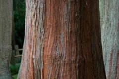 Golden Gate Park, Japanese tea Garden