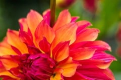 Golden Gate Park, dahlia garden