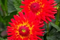 Golden Gate Park, dahlia garden