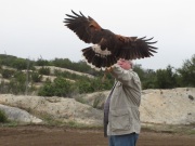 In Alpine taking a basic falconry session with Sky Falconry
