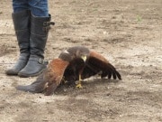 In Alpine taking a basic falconry session with Sky Falconry