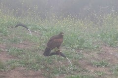 In Alpine taking a basic falconry session with Sky Falconry