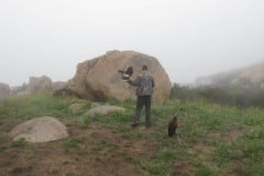 In Alpine taking a basic falconry session with Sky Falconry