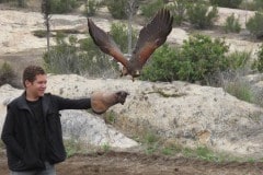 In Alpine taking a basic falconry session with Sky Falconry