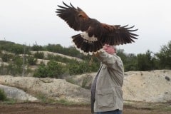 In Alpine taking a basic falconry session with Sky Falconry