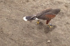 In Alpine taking a basic falconry session with Sky Falconry