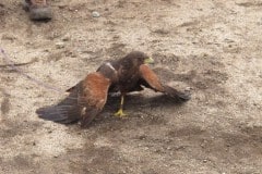 In Alpine taking a basic falconry session with Sky Falconry