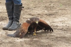 In Alpine taking a basic falconry session with Sky Falconry