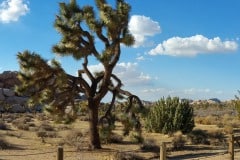 Joshua Tree National Park