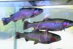 Rainbow trout at South Santiam Fish Hatchery