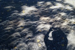 When there is an eclipse the shadows under a tree will show you the current state. Were very close to totality at this point.