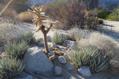 Anza Borrego State Park