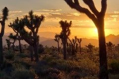 Joshua Tree National Park Boy Scout trail