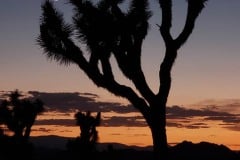 Joshua Tree National Park Boy Scout trail