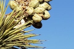 Joshua Tree National Park