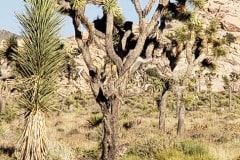 Joshua Tree National Park