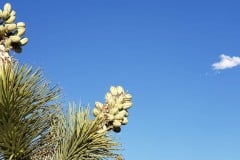 Joshua Tree National Park