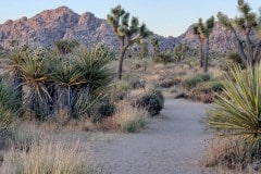 Joshua Tree National Park Boy Scout trail