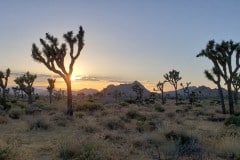 Joshua Tree National Park Boy Scout trail