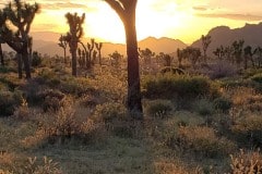 Joshua Tree National Park Boy Scout trail