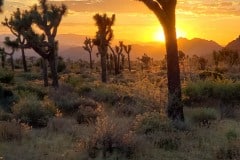 Joshua Tree National Park Boy Scout trail