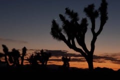 Joshua Tree National Park Boy Scout trail