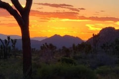 Joshua Tree National Park Boy Scout trail