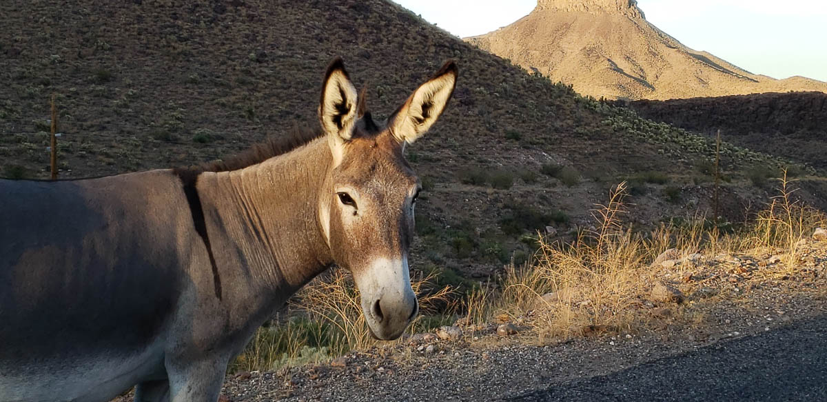 Donkey on the road to Oatman AZ