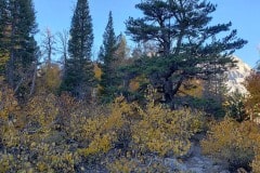 North Lake and autumn color near Bishop