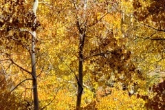 North Lake and autumn color near Bishop